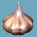 Knoblauch